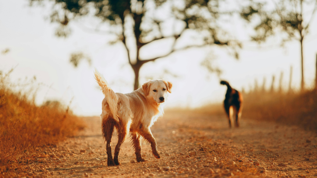 Chien en ville ou à la campagne : quels dangers faut-il connaître ?