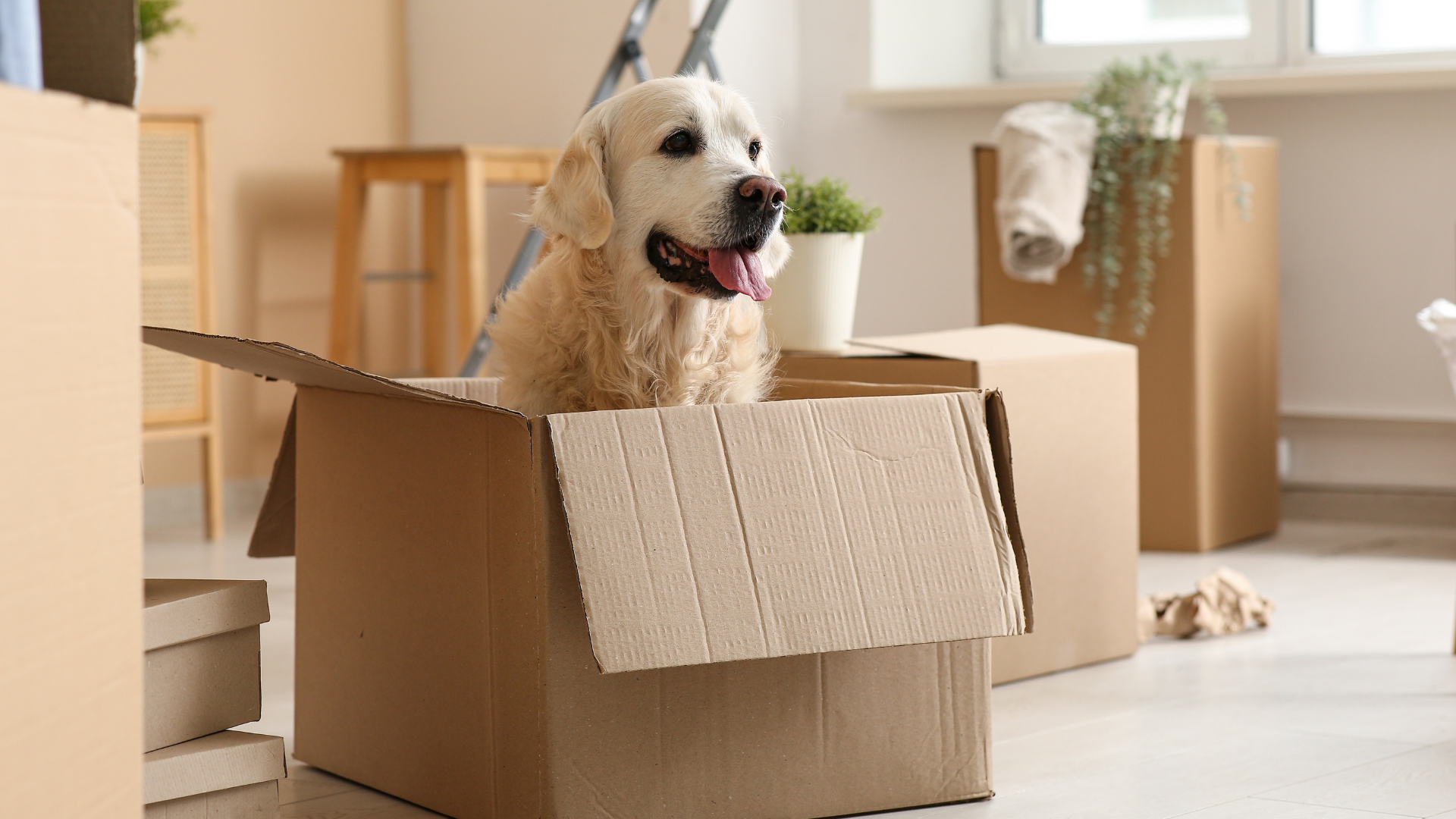 Déménager avec un chien : comment bien préparer la transition ?