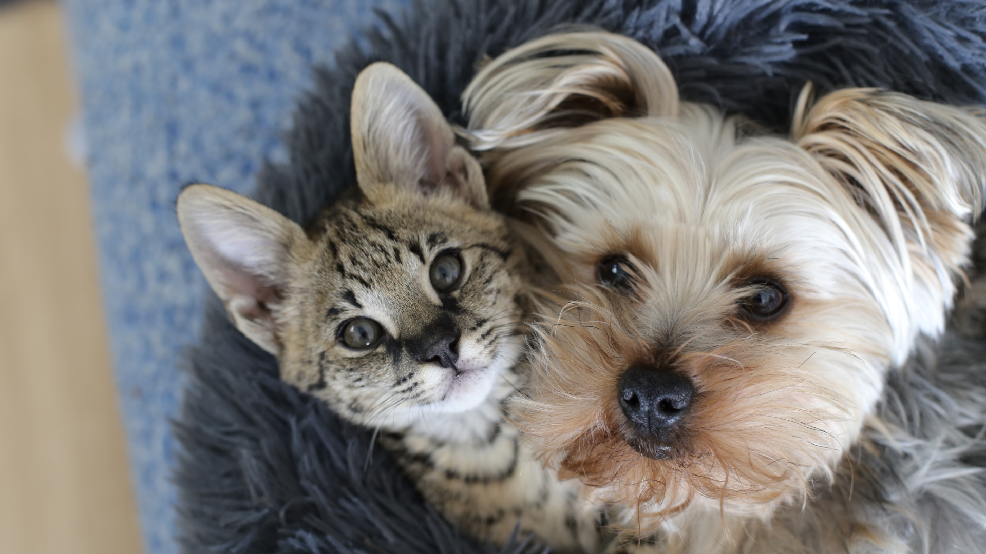 Faire cohabiter chien et chat : pour une vie à deux réussie 