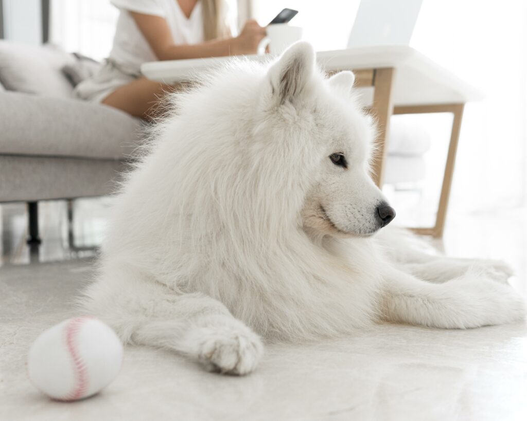 Le Samoyède : ce chien nordique au célèbre sourire