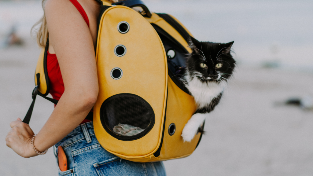 Le transport du chat en train : conseils pour un voyage serein