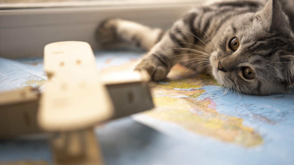 Le transport du chat en avion : comment bien préparer le voyage