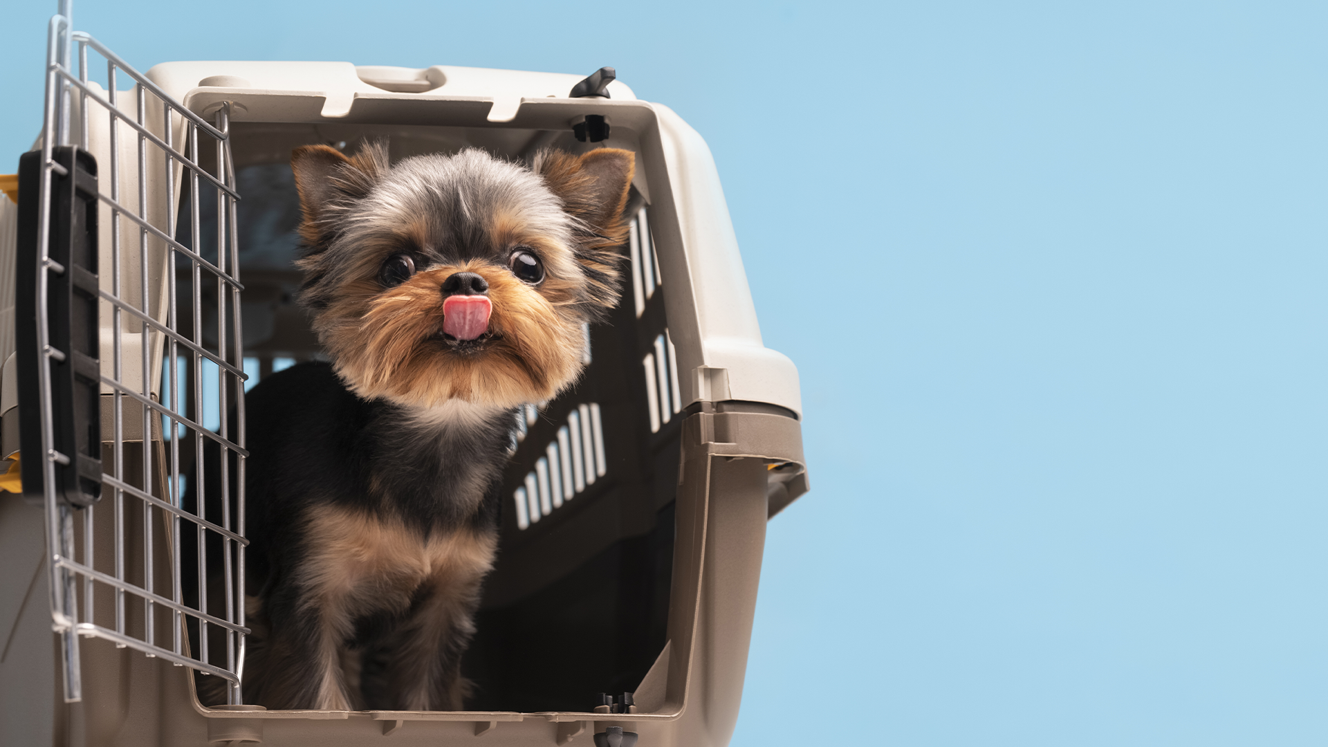 Le transport du chien en avion : règles et conseils pratiques
