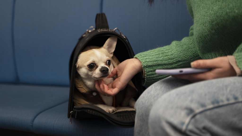 Le transport du chien en train : réglementations et conseils