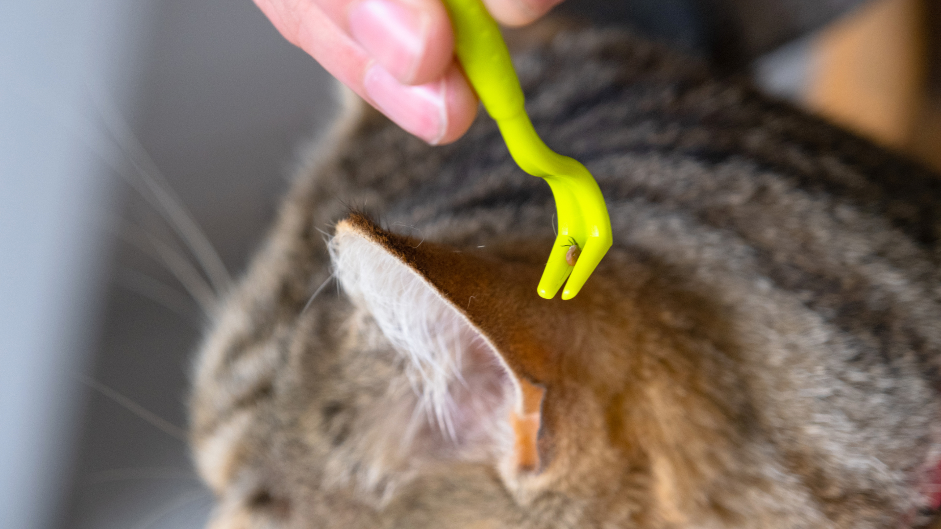 Tiques chat : les reconnaître et protéger son chat