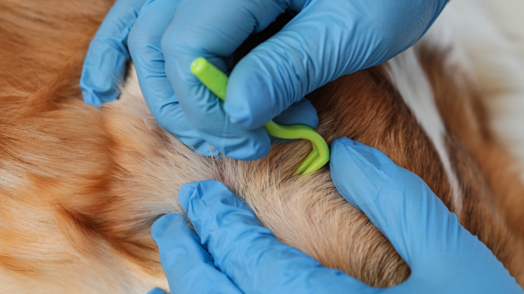 Tiques chien: identification, retrait et prévention
