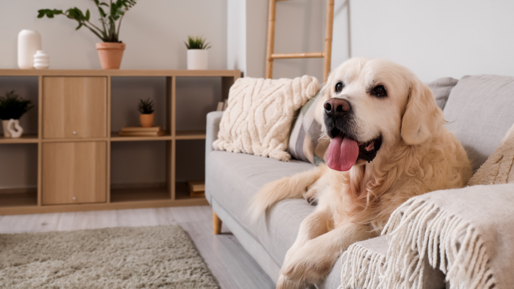 L&rsquo;obésité chez le chien : risques réels et solutions durables