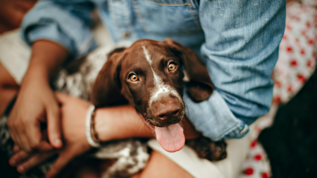 Pension chien : comment bien la choisir et préparer le séjour