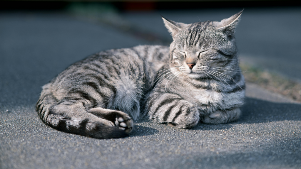 Coup de chaleur chat : les signaux discrets à ne pas manquer