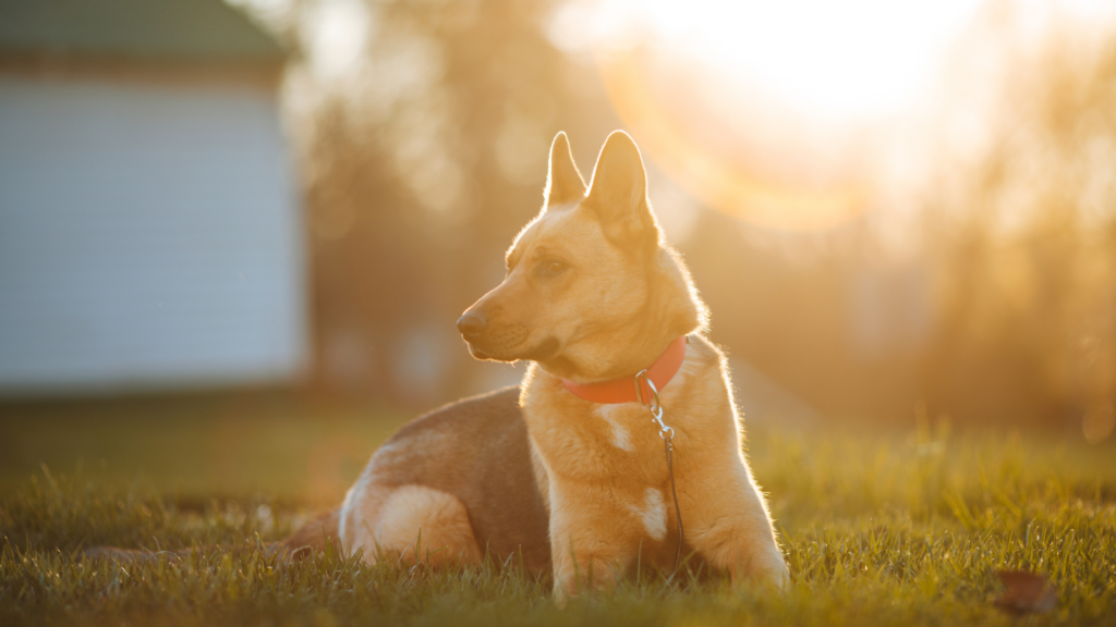 Coup de chaleur chien : reconnaître l&rsquo;urgence et réagir