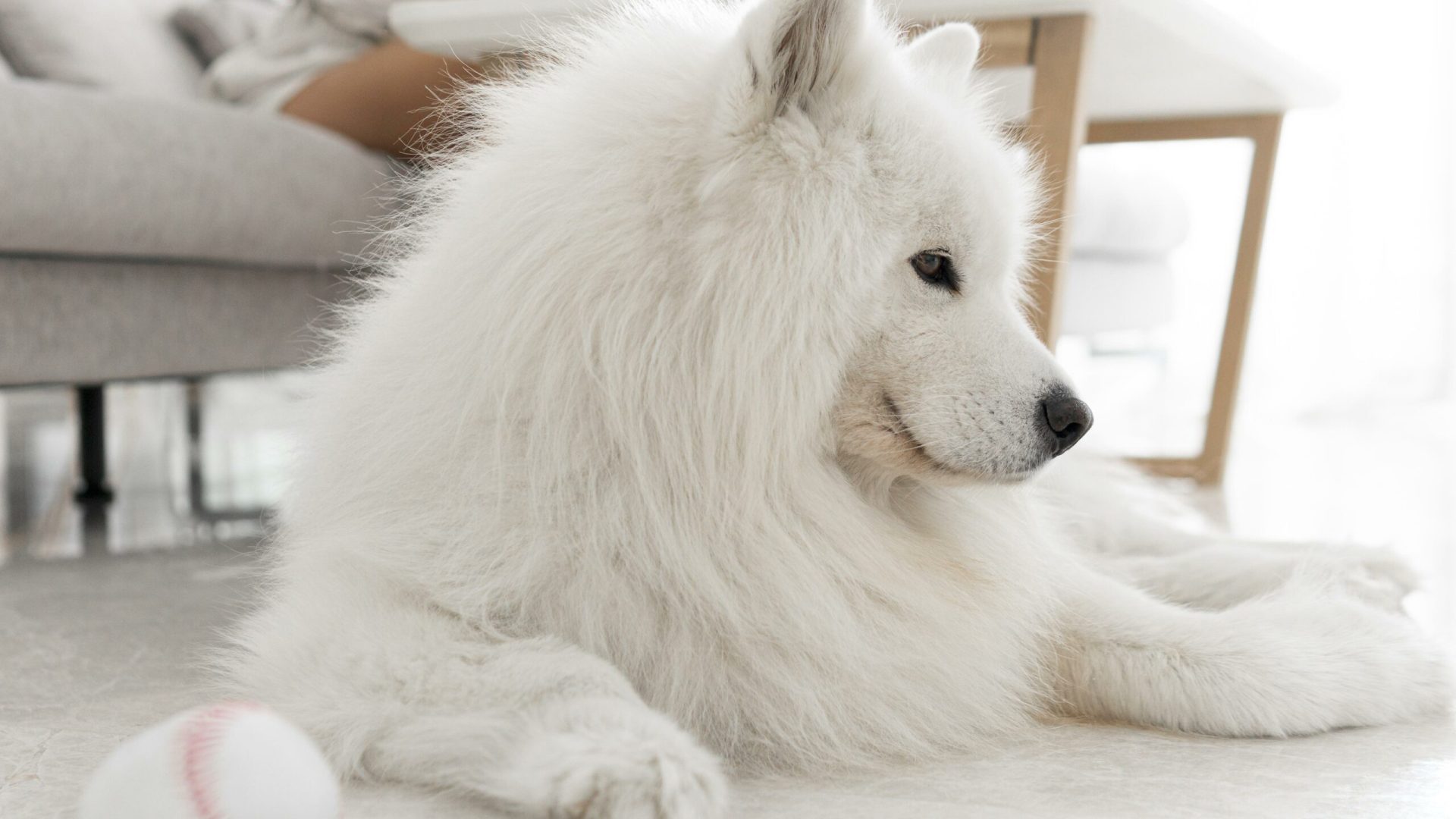 samoyede (1)